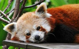 Who Am I X Animals Photography Miriadna