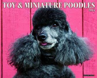 Just Toy Miniature Poodles Calendar At Megacalendars