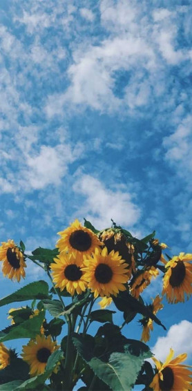 Sunflowers Idea Wallpaper iPhone Color Schemes