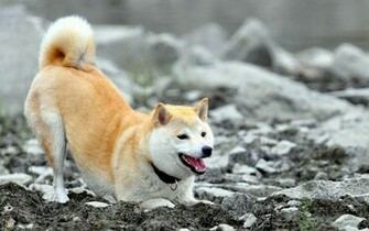 Akita Wallpaper