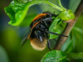 Macro Stock Photos Image Pictures HD Wallpaper