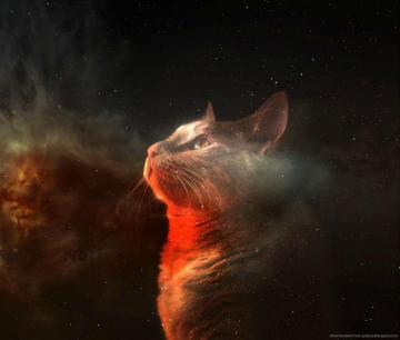 Displaying Image For Galaxy Cat Wallpaper