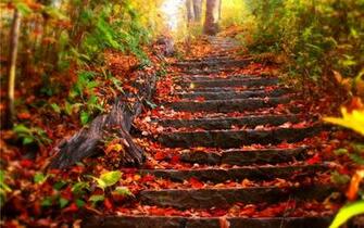 Autumn Steps X Other Photography Miriadna