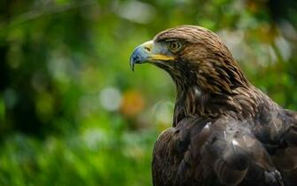 Hawk Wallpaper