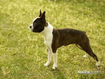 Boston Terrier Dog Photos Wallpaper