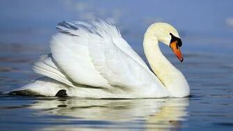 Wallpaper Of A Beautiful White Swan Swimming HD