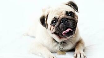 Wallpaper Pug Face Happy Look Puppy Full HD