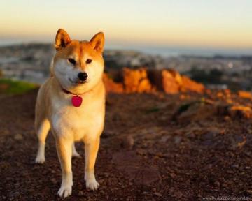Shibe On Beach Doge Wallpaper Desktop Background