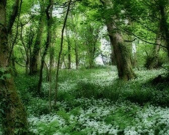 Green Forest Wallpaper