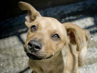 Adoptable Pets At The Pasadena Humane Society Spca Fun Fall