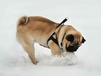 Pug Dogs Full HD Wallpaper