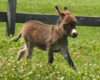 Donkey Wallpaper