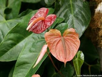 Wallpaper Of Tropical Flowers And Gardens