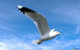 Bird Flying Wallpaper Sea Background