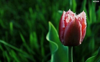 Youwall Pink Tulip Wallpaper