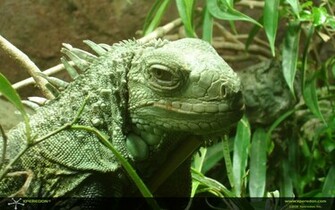 Wallpaper Reptile