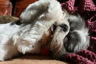 Happy Shih Tzu By Optimalpursuits