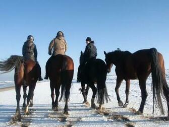 Horses In The Snow Wallpaper