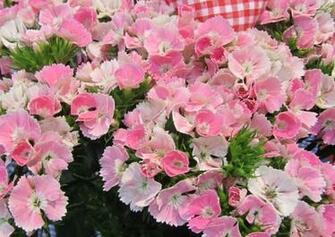Dianthus Barbatus Parzival Group Photo Newplantsandflowers