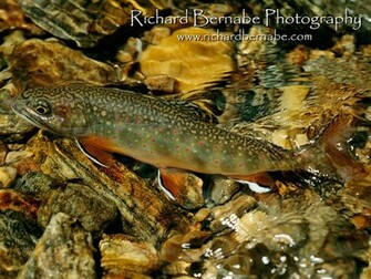 Fly Fishing Wallpaper