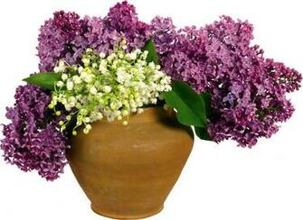 Lilab White Flowers Pot HD Wallpaper