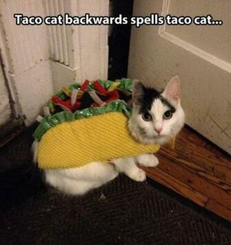 Funny Taco Cat Dirty Adult Jokes Memes Pictures