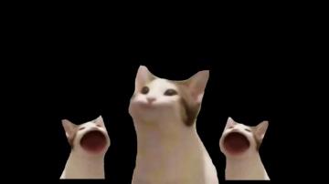 My First Attempt At A Pop Cat Meme R Popcat