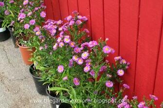 Displaying Image For Beautiful Fall Flowers Pictures