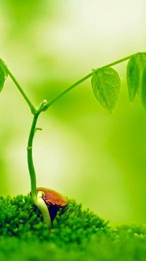 Beautiful Plant iPhone Wallpaper HD iPhone5