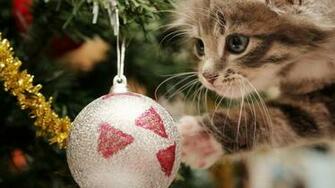 Super Cute Christmas Cat Full HD Wallpaper Ball 1080p