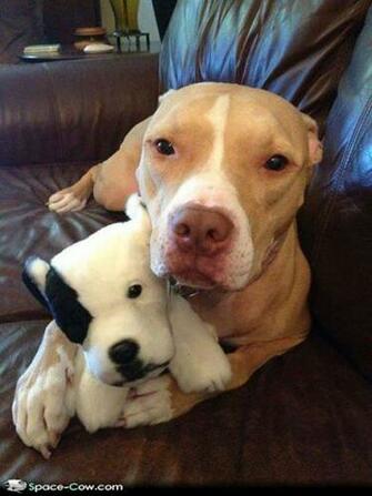 If You Don T Like Pits Then F Off