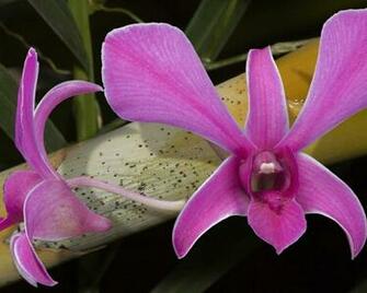 Papel De Parede Orquideas Flower Beautiful