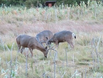 Mule Deer Wallpaper