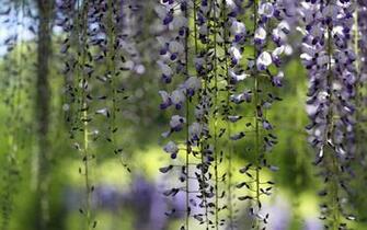 HD Wisteria Wallpaper Px HDwallsource