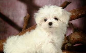 Maltese Dogs Breeds Screensavers For Desktop