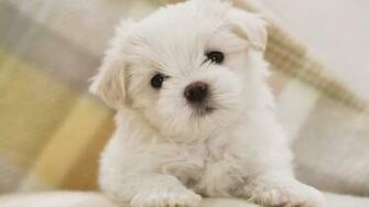 Similar Great Desktop Image Of The Cutest Dogs In World Wallpaper