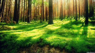 Nature Desktop Background Wallpaper