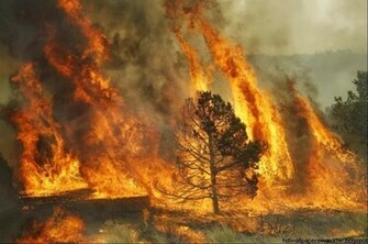 Forest Fire Wallpaper HD Window Top Rated