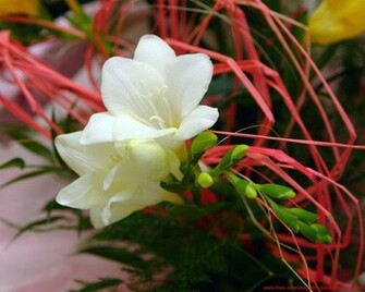 Spring Flower Wallpaper Screensavers And Background