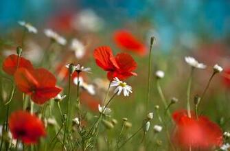Poppies Flowers Red Poppy Macro Wallpaper