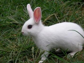 Cute Rabbit HD Beautiful Wallpaper Picture For Desktop