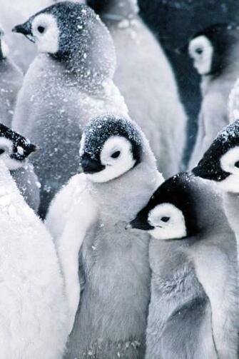 Frozen Penguins iPhone Wallpaper