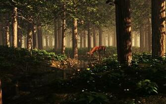Enchanted Forest Wallpaper