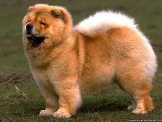 Desktop Wallpaper Animals Background Fat Dog