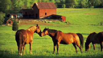 Farm Animals Wallpaper