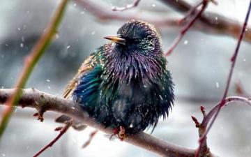 Bird HD Wallpaper Background Image