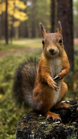 Beasty Ideas In Animals Wild Beautiful Cute