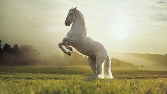 Youwall White Horse Wallpaper