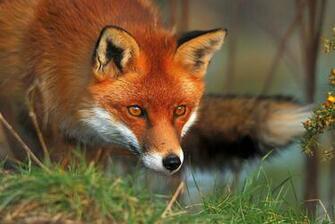 Fox Computer Wallpaper Desktop Background Id