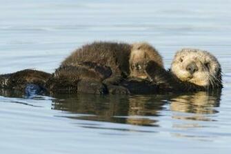Sea Otter Wallpaper